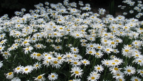 Зеленые насаждения пансионата Радуга.