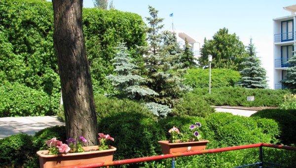 Сосна у админкорпуса пансионата Радуга на которой установлена Веб камера.